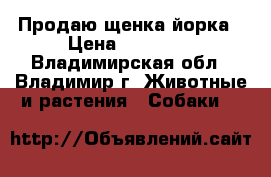 Продаю щенка йорка › Цена ­ 10 000 - Владимирская обл., Владимир г. Животные и растения » Собаки   